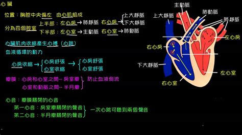 血液循環口訣